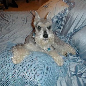 Media 'it's a dogs life' in category 'Dog Pictures'