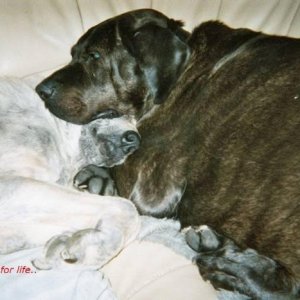 Stevie with his best girlfriend Aziz.