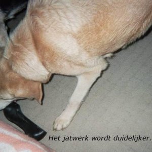 Quitta steeling