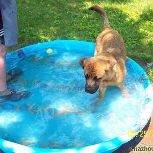 Kiddie_pool