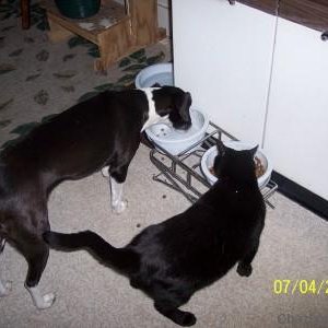 Kitty_eating_dog_food_