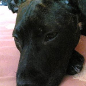 Shadow, on my bed, looking sad.....