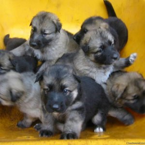Barrel full of puppies