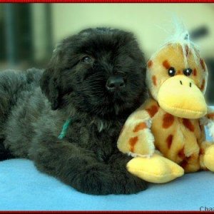 Sam, bouvierpuppy