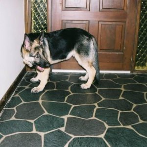 Rocky Guarding the Door!