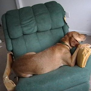 Media 'mom can't you just let me sleep' in category 'Dog Pictures'