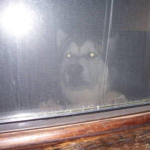 buddy looking in window