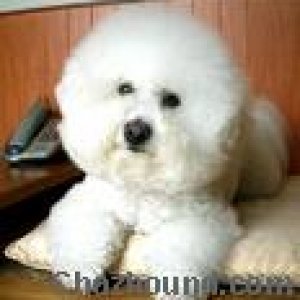 Deymaur-Bichon Frise