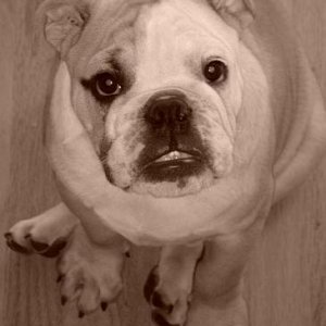 Oscar the bulldog