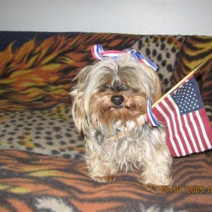 american_yorkie