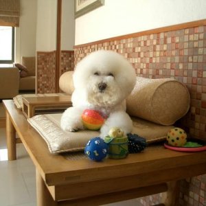 Bichon-Frise