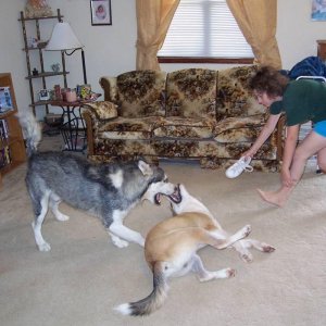 buddy still teaching red to roll over