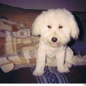 Bichon Frise