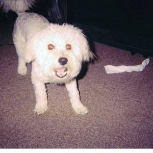 Bichon Frise  (Charlie)