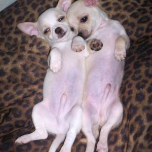 two_white_chihuahua