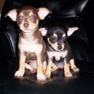 twochihuahua