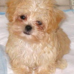 My Teacup Puppy Daisy On Her Puppy Pad