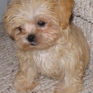 My Teacup Puppy Daisy Stuck On The Stairs