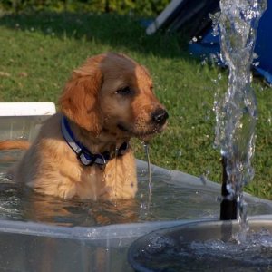 Scout wants a bath!