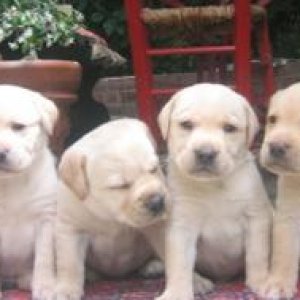 Lab puppies