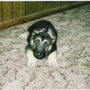 Another of Rock as a Pup!