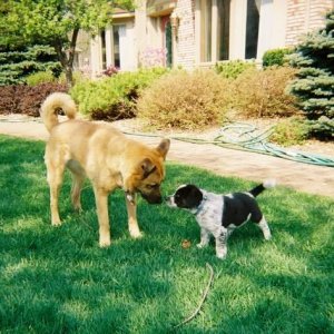 Chandler (beagle mix) and Casey