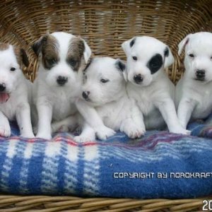 ParsonJackRusselTerrier_Welpen