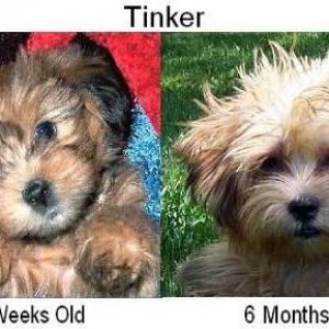 Tinker