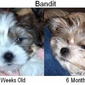 Bandit