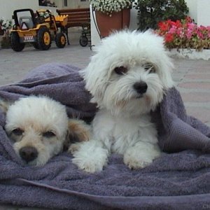 A maltese & a poodle