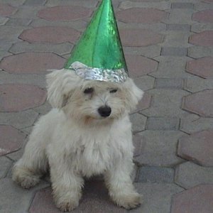 Birthday dog