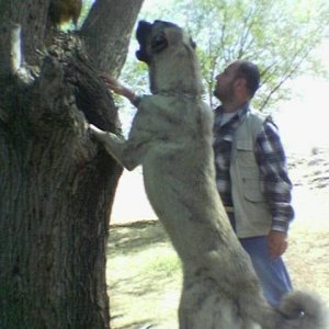 KANGAL-CELIK 14 MOUNTHS OLD