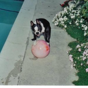 Mitzi Play's Ball