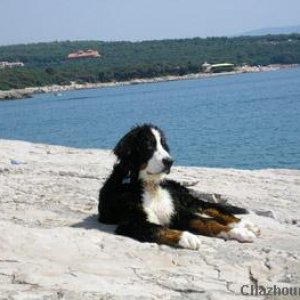 Croatian coast dog