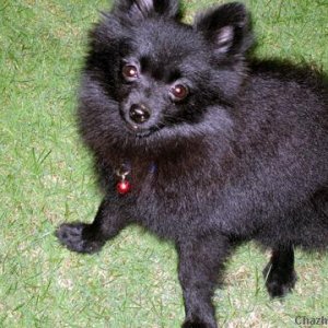 Theo-- my black pomeranian