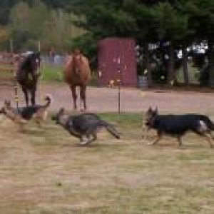 Horses watching the Dog race?