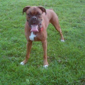 Joey, my boxer, in the park