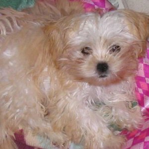 Daisy In Her Bed