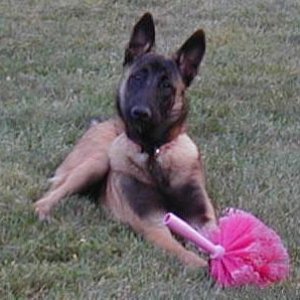 malinois