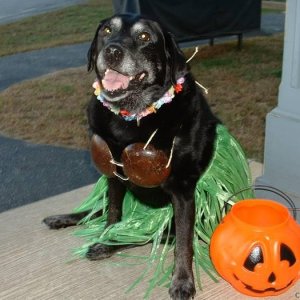 Happy Hula-Ween!