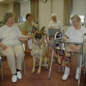 Therapy dog