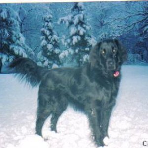 Cinder, playing in the snow