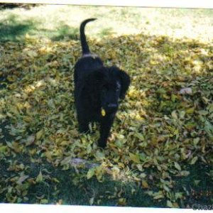 CINDER AGAIN!!! IN THE LEAVES:)
