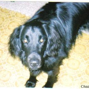 My Flat Coat!!!!CINDER!!!!!!!:)