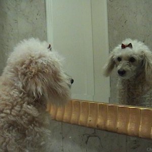 Mirror, Mirror, who is the prettiest dog on earth