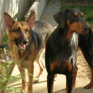 Arco and Apollo