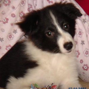 Barny the border collie