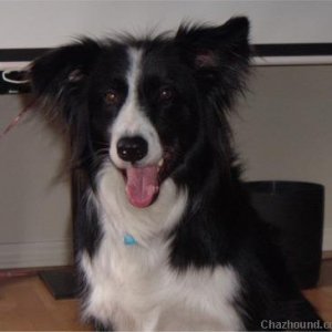 border collie