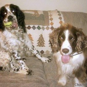 My Springers