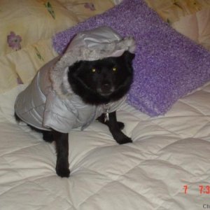 Molly (Schipperke)